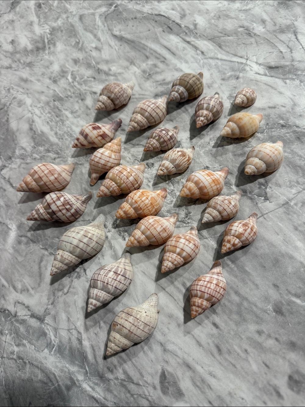Lot of 21 Assorted Natural Striped Sea Shells Coastal Beach Decor Crafts